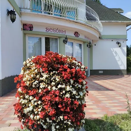 Begonia Vendeghaz *