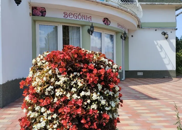 Begonia Vendeghaz *
